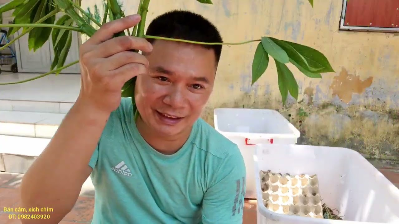 Cách nuôi dế không chết an toàn tuyệt đối'* - youtube