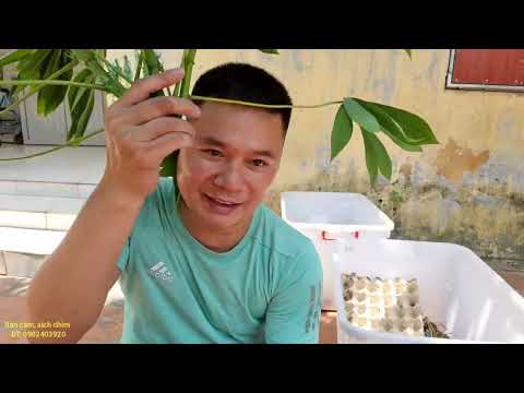 Video Cách nuôi dế không chết an toàn tuyệt đối'* - youtube