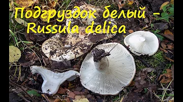 Подгруздок белый - ценный гриб!