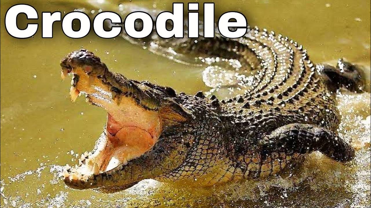 Amazing Facts About Crocodile You Didn't Know! Saltwater Crocodile The