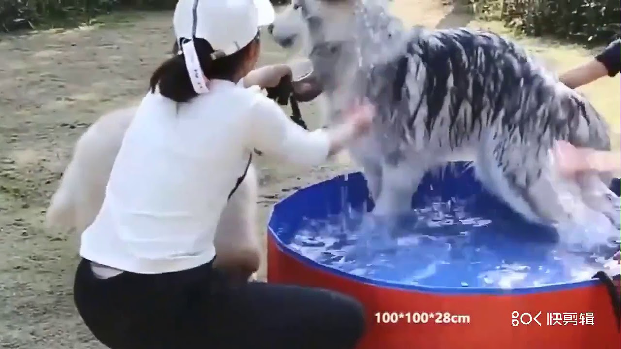 Pet Swimming Pool for Dog Portable Foldable Paw Cats Dogs Bathtub Water Pool