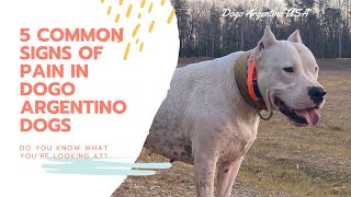 5 Common Signs of Pain in Dogo Argentino Dogs by Dogo Argentino USA 1,968 views 2 years ago 8 minutes, 42 seconds