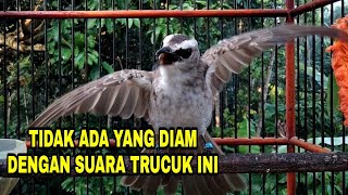 Pancingan Trucukan Gacor tarung menantang lawan Ampuh Jadikan trucuk nyaut seketika