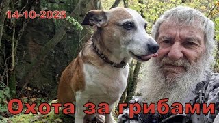 картинка: ГРИБНАЯ ОХОТА