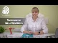 Механизм менструации