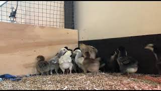 Lynhall Orpingtons chicks at 2 weeks old