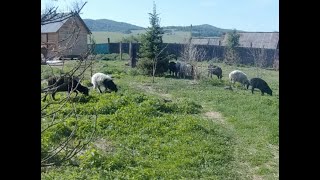 Переезд в деревню. Прошел год.