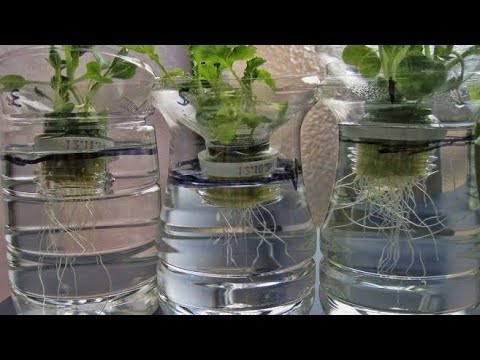 Inspirasi Pot  Bunga Tanaman dari  Botol  Bekas Aqua  YouTube