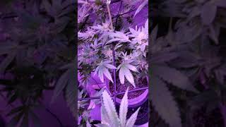 Week8 of flowering alien lemons and kk19 coco homegrown 450watt viparspectra led vivosun growtent