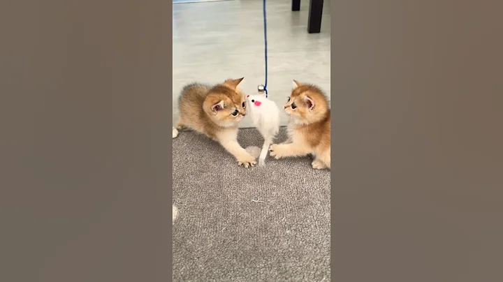 Video 9804971: british shorthair chinchilla kittens, british golden chinchilla shorthair, adorable british shorthair kitten, british shorthair kittens playing, toys british shorthair