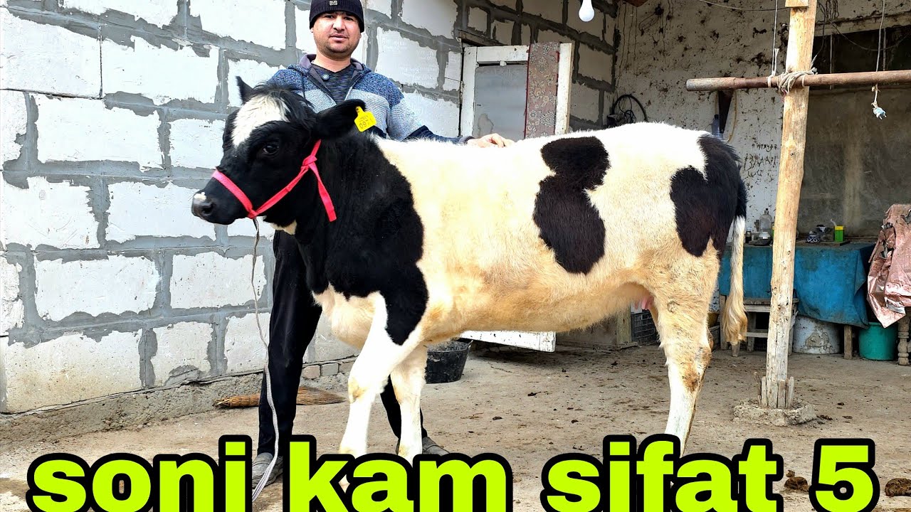 Ahadjon ukamizga yangi paryiya bo‘g‘oz egizaklar keldib 27 fevral, 2026