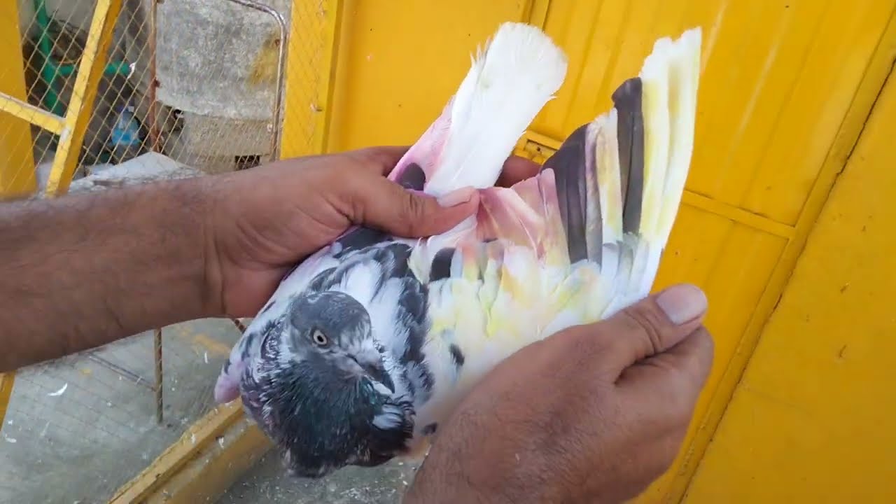 Out class parwazi kabooter