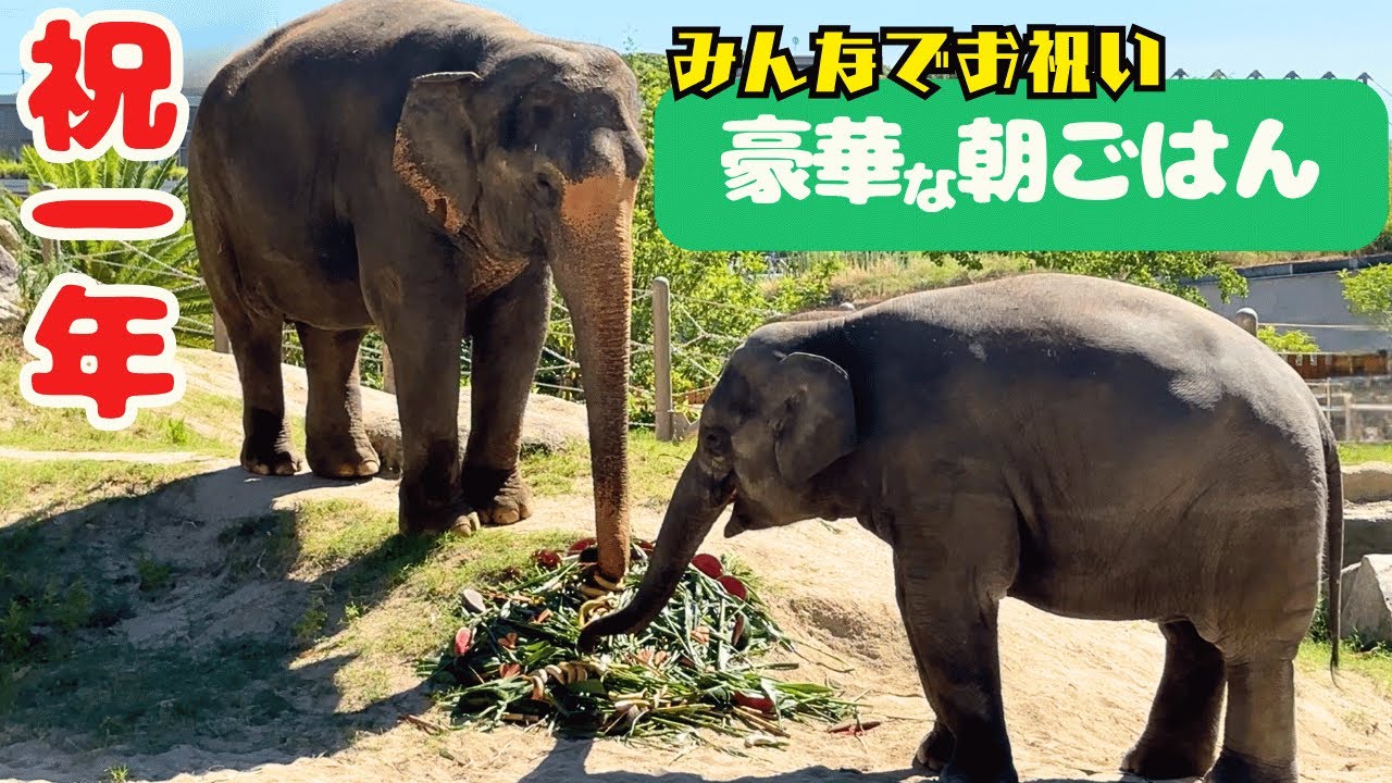 【バナナをほぼ完食？！わかばちゃん】アジアゾウが福岡に来て1年♪迫力ある『あおくん』のプール入水！