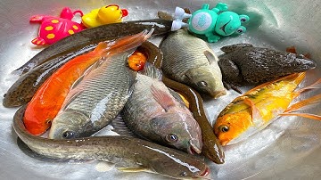 Kem Chanel thay nước cho bể cá có cá chép, cá vàng, con lươn, con ếch, con mèo, con vịt