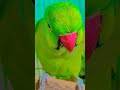 #parrot #cute #birds #funny #greenparrot #maintota #funniestvideo #funnyanimal #rhymes