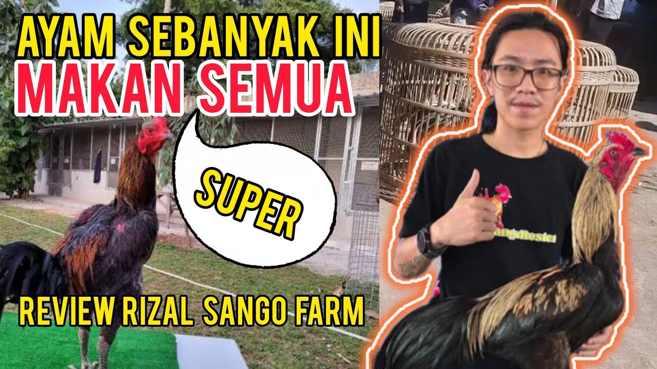 Sebanyak Ini Ayam di Sango Farm || Review bersama Rizal Sango Farm