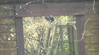 Blue Tit Playing with Garden Mirror.MPG