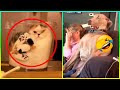 Los Videos de Perros y Gatos Más Divertidos 😹🐶
