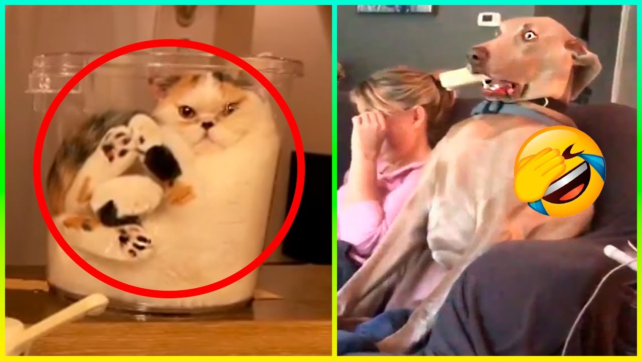 Latest Title & Thumbnail