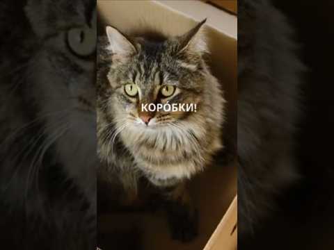 Почему кошки так любят коробки? #кошки #животные #домашниеживотные