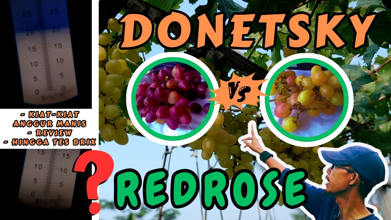 DONETSKY VS REDROSE‼️ INI KIAT SUKSESNYA MEMBUAHKAN ANGGUR MANIS || REVIEW & TES BRIX BUAH ANGGUR