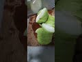 #asmr #cuttingskills #cutting #healthy #refreshing #guava #fruit #satisfying #relaxing #shorts