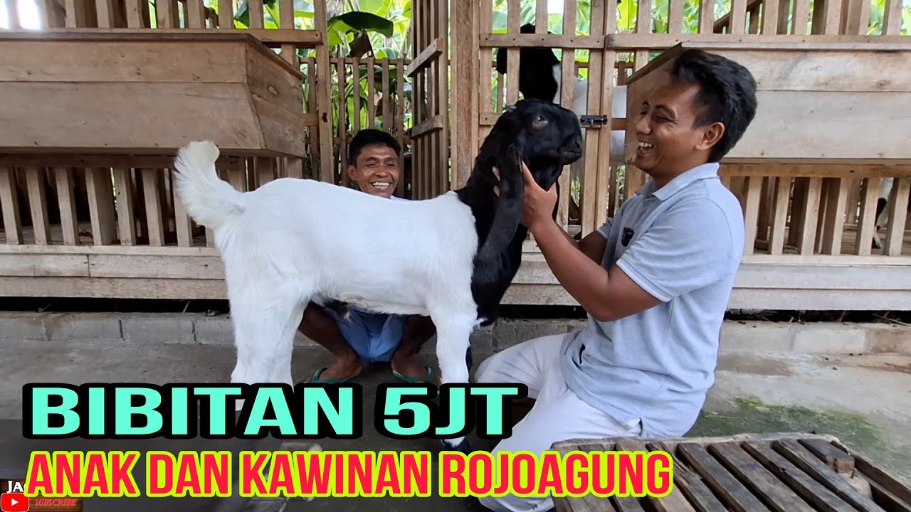 OBRAL MULAI 5jt- ANAKAN ROJOAGUNG KAMBING JAWARA KONTES