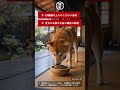 懐石 マイペース系愛犬