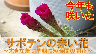 サボテンの赤い花 大きな蕾は早朝に短時間の開花 朝寝坊で立ち会えず Youtube