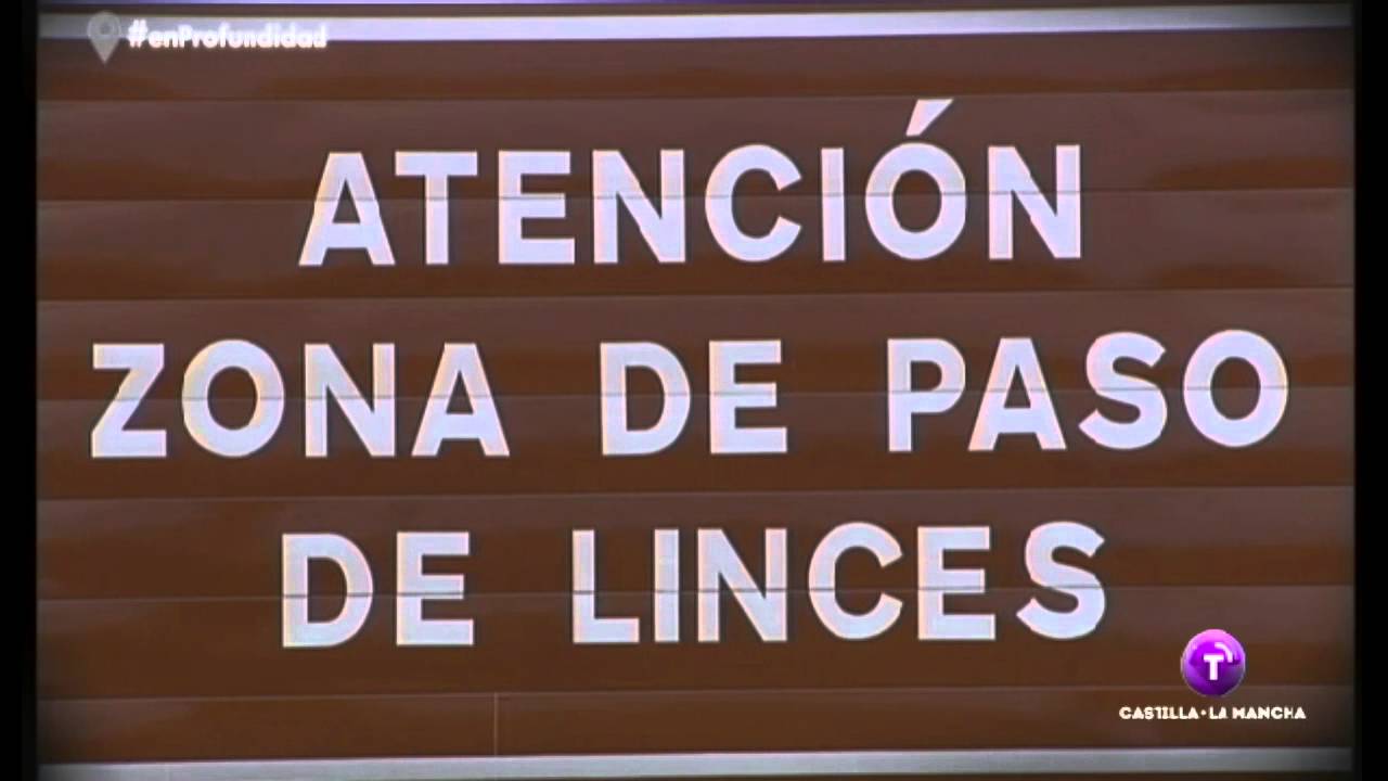 En Profundidad. La vida del Lince Ibérico