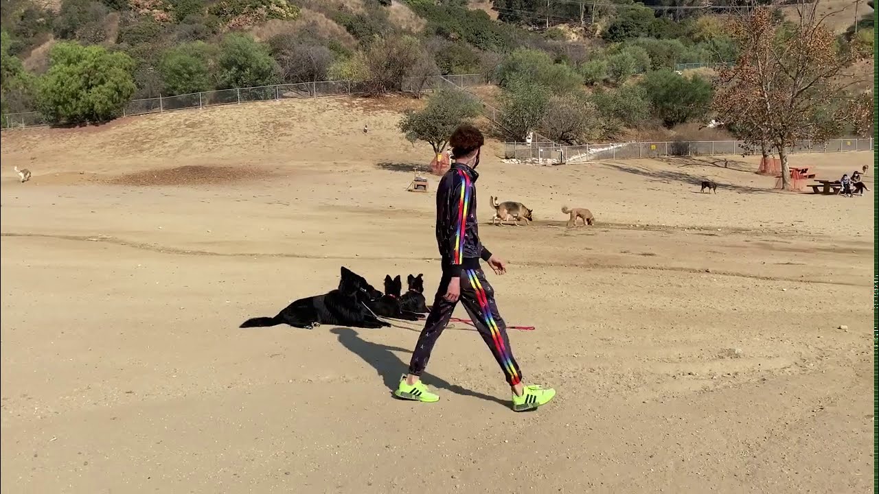 How I Train My Dogs From The Start. YouTube