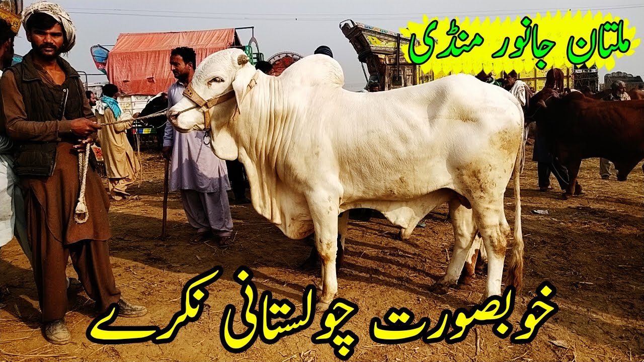 Khubsorat Cholistani Nukray Multan Cow Mandi Heavy Bulls | SS Tv |