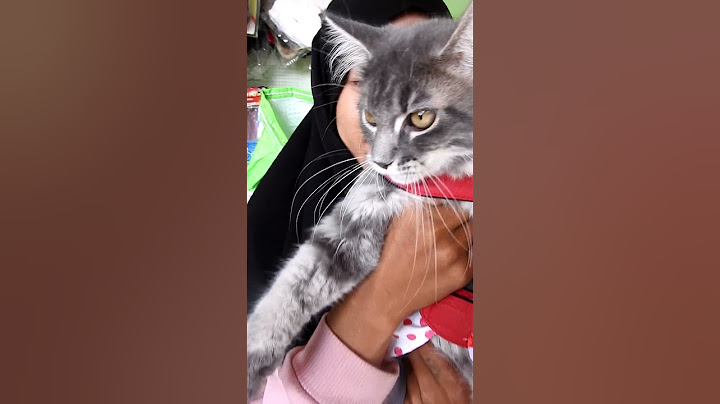 Video 3320631: bengal kitty, doll kitty