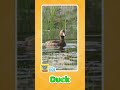 Duck Sound For Kids Quack Quack Fun 