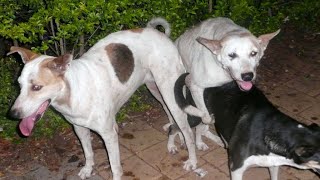 Download Lagu Friendly Dogs Meeting Each Other | Heart Touching Dog Video #dogmeeting #rajanimalsguru  MP3