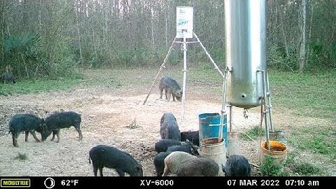 Bow Hunting Hogs -I guess I