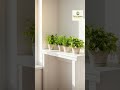 Video 11 Minimal Home Budget Hack from empty to green #11 - Tiny Space Transformation