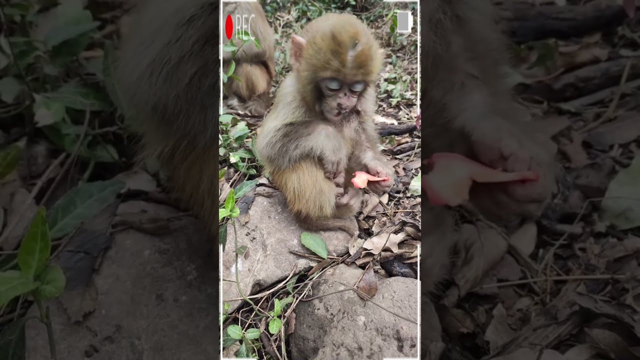 Baby Monkey Kako and brother eating fruit || Monkey a lot eating fruit that guest give|| SRKH Monkey