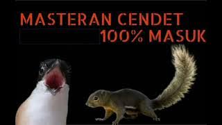 MASTERAN CENDET SUARA BAJING KAWIN