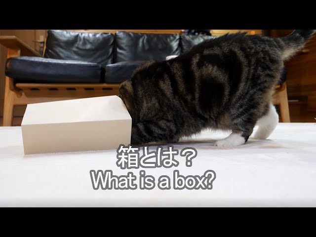 箱とは何かを教えるねこ。-Maru teaches what is a box.-