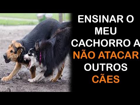 Vídeo: O Que Fazer Quando Outro Cachorro Morde Seu Cachorro