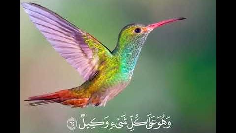 آيات من سورة الزمر / القارىء صلاح مصلي