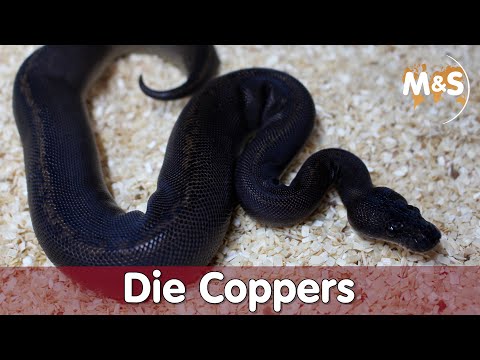 Die Coppers, von Pechschwarz bis zum Black & White Panda | Reptil TV