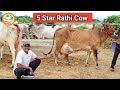 👍5 Star Rathi Cow👍Full Video- Top #Desi #Cows available for Buyers 👍Handa Sir (88138 54754)👍