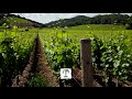 Virtual Tour of Rudd Winery Oakville Estate | TEALEAVES