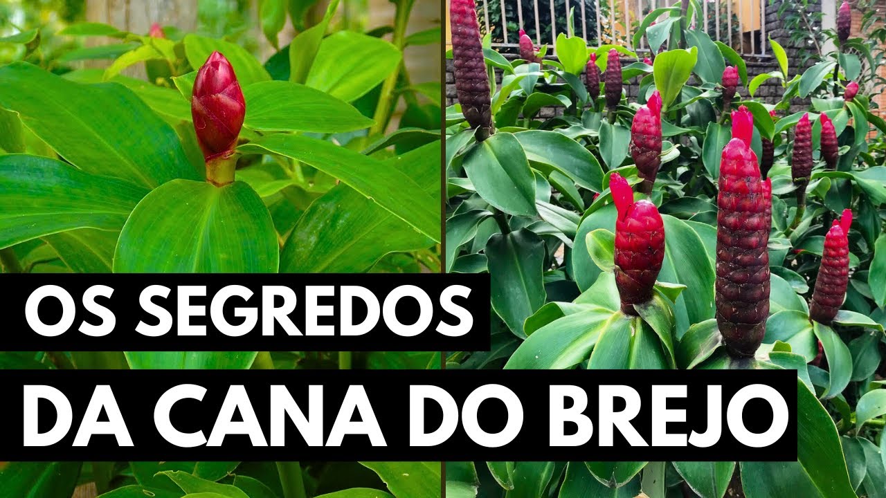 CANA DO BREJO: LIMPA, TONIFICA E RECONSTRÓI!