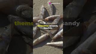 Why Are These Fish Beaching Themselves?