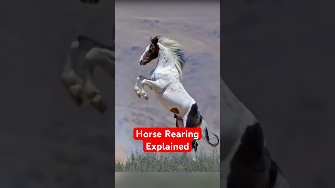 Почему лошади встают на задние ноги?