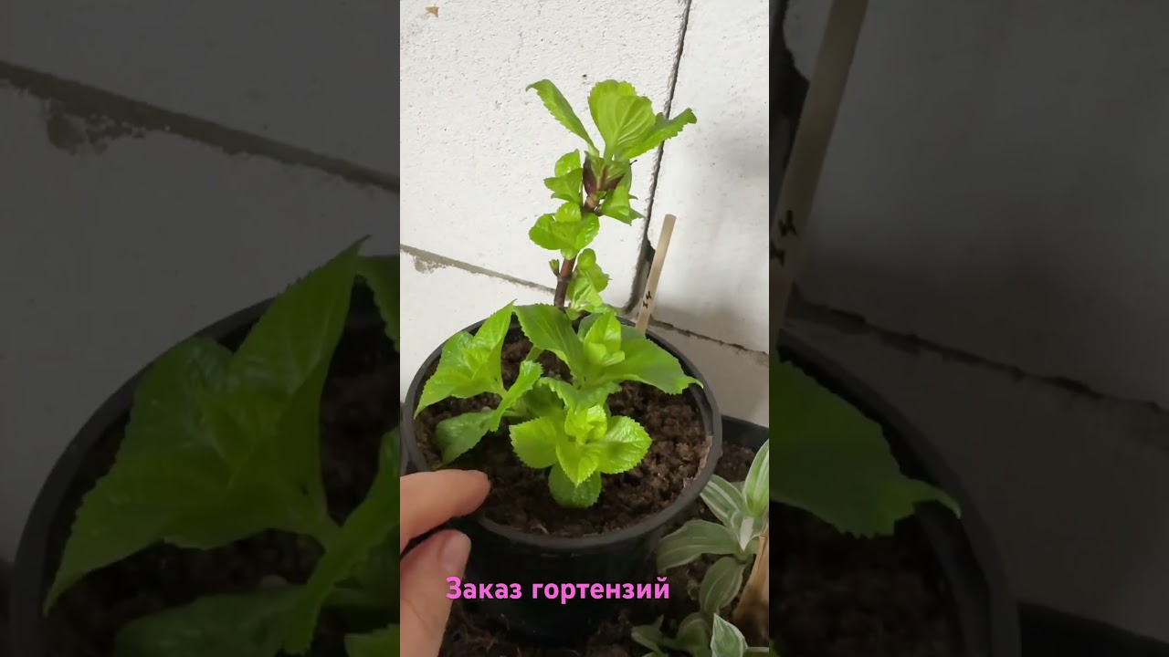 Для заказа гортензий пишите в ватсап +7 (995) 491-67-04 