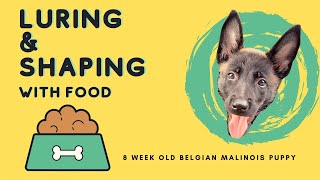 Belgian Malinois Family Dog | 8 Week Old Puppy Training | Luring and Shaping with Food